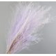 Purple Pampas Grass | 5 Stems
